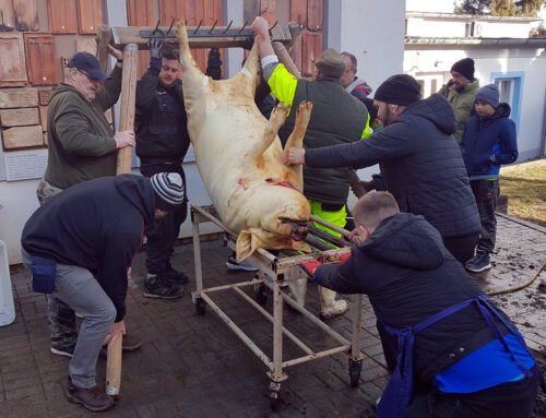 Táborhegyi disznótor